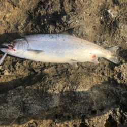 北海道 海サクラマス 海アメマス