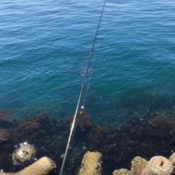 フカセでグレ釣り