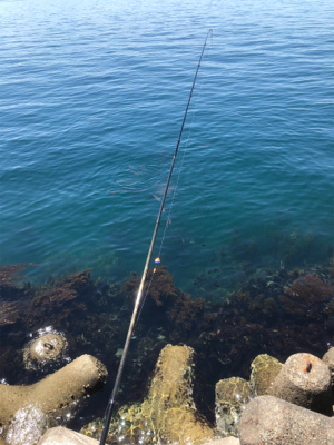 フカセでグレ釣り