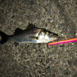 サイズは小さいけど、、