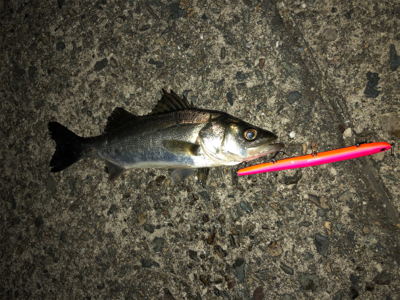 サイズは小さいけど、、