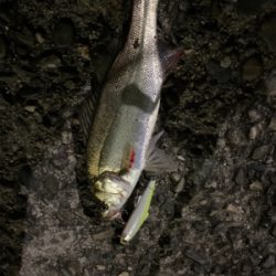 なんとかチーバス。。1匹