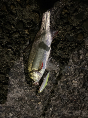 なんとかチーバス。。1匹