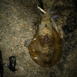 アオリイカ 2.1KG