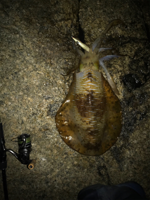 アオリイカ 2.１ＫＧ