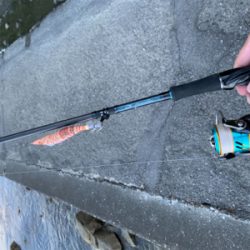 まさかの春イカ!調査釣行でやらかす笑