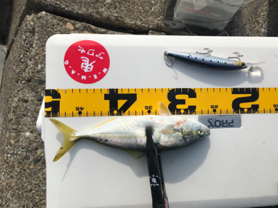 今シーズン初青物