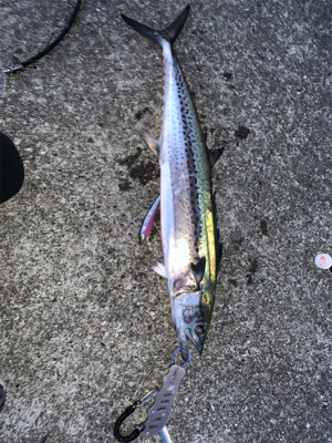 シーズン初でかサワラ