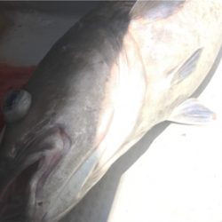 中深海ジギング