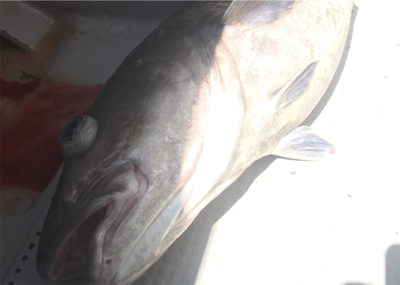 中深海ジギング