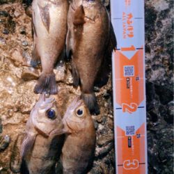 メバルトップゲーム