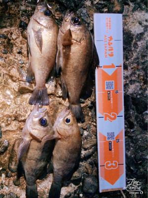 メバルトップゲーム