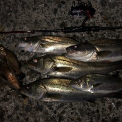 メバルプラッキングの予定だったのですが…