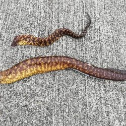 ショアジギングのつもりが。