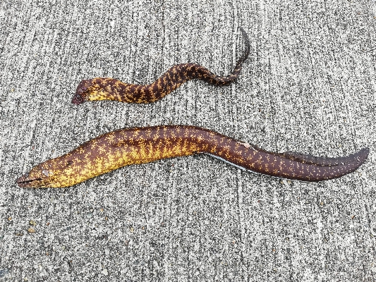 ショアジギングのつもりが。