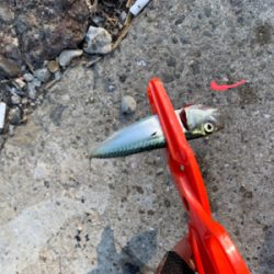 アジングのはずが