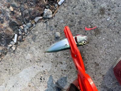 アジングのはずが