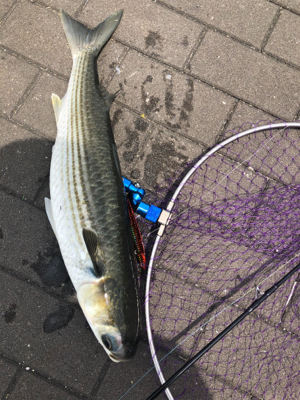 サバパラダイス