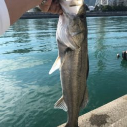 キス釣りからの