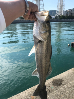 キス釣りからの