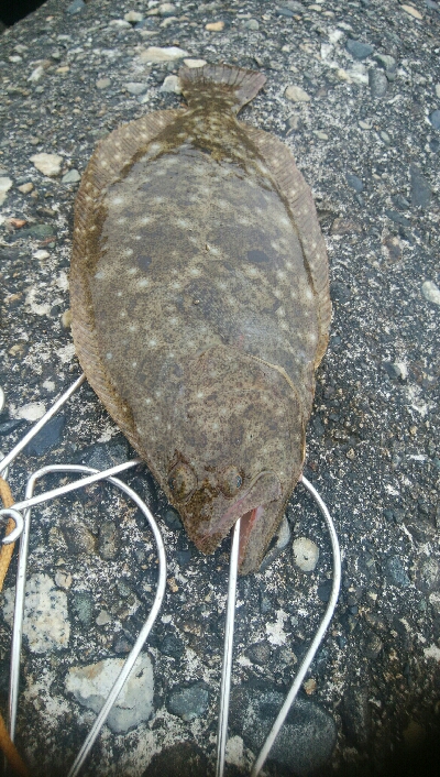 なんとかヒラメ1枚！