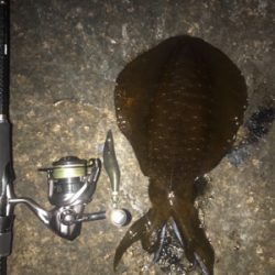 アオリイカ　８００g