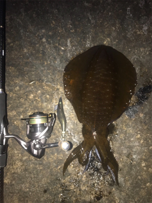 アオリイカ　８００g