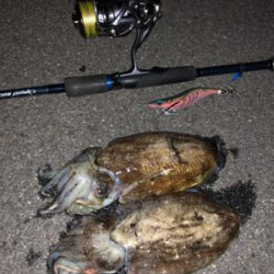 親イカエギング