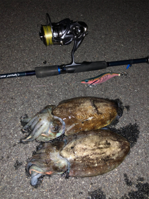 親イカエギング