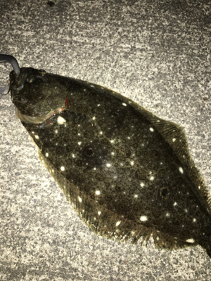 シーバス狙いの中カレイが