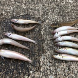 小島でキス釣り