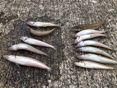 小島でキス釣り