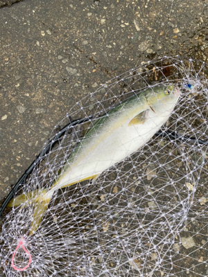 ハマチありがとう