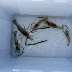 荒川　テナガエビ