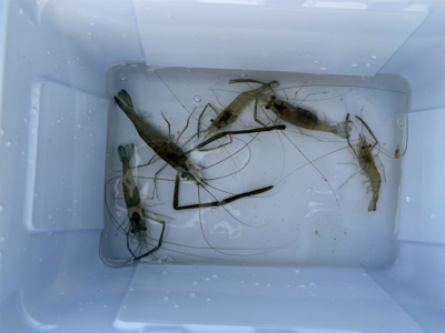 荒川　テナガエビ