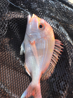 京都府北部に弟とボート釣行