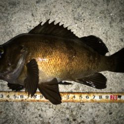 2020ライトゲーム第15戦