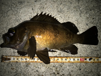 2020ライトゲーム第15戦