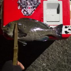 アジング 練習 145  南港のグレ