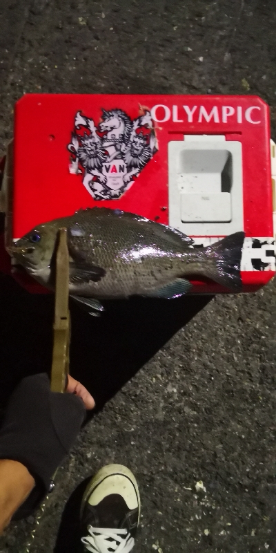 アジング 練習 145  南港のグレ