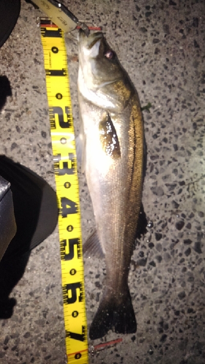 そろそろバチ終了の気配