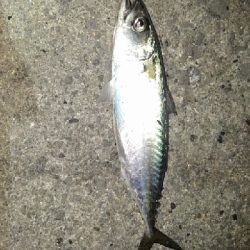 バチパターン終了～