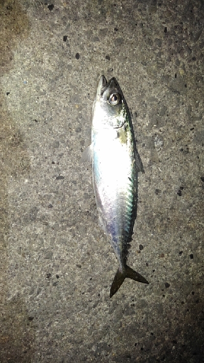 バチパターン終了～