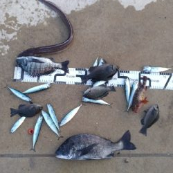 5/17釣果アナゴチヌグレ小サバエイボラガシラ