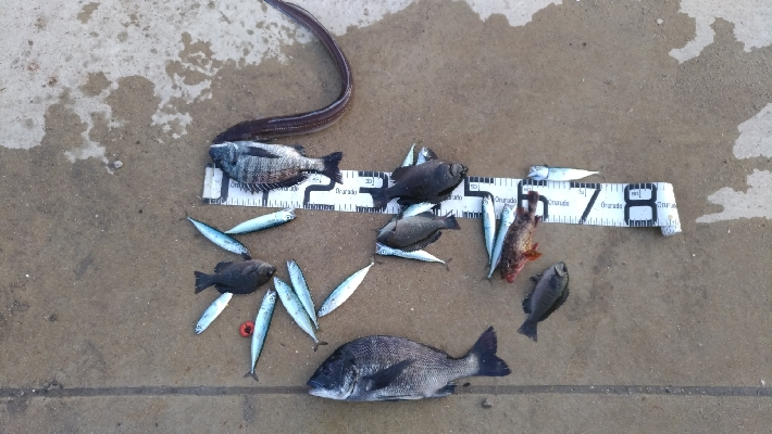 5/17釣果アナゴチヌグレ小サバエイボラガ…