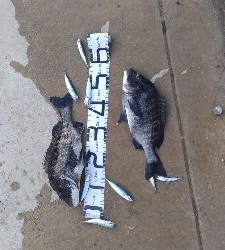 5/24釣果チヌ2枚小サバ大漁