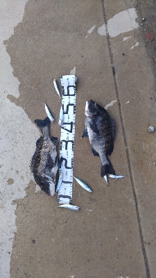 5/24釣果チヌ2枚小サバ大漁