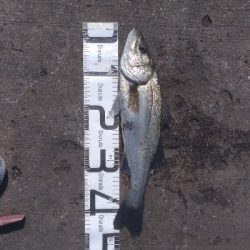 5/30釣果泳がせ釣りでシーバス