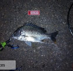 今年初の釣果？