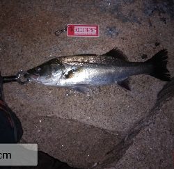 釣り座を変えたら別ゲスト